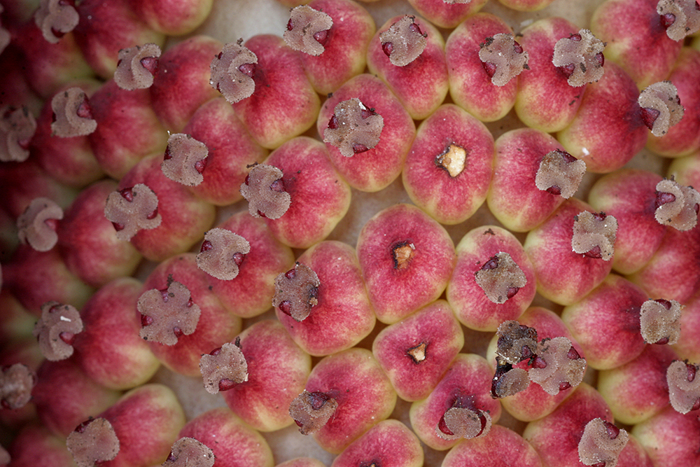 Amorphophallus konjac_female_flowers_Paethon_ccbxsa30