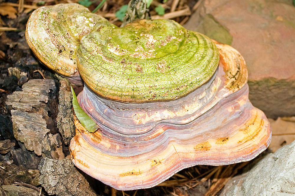 Ganoderma lucidum, Foto: Supportstorm CC0