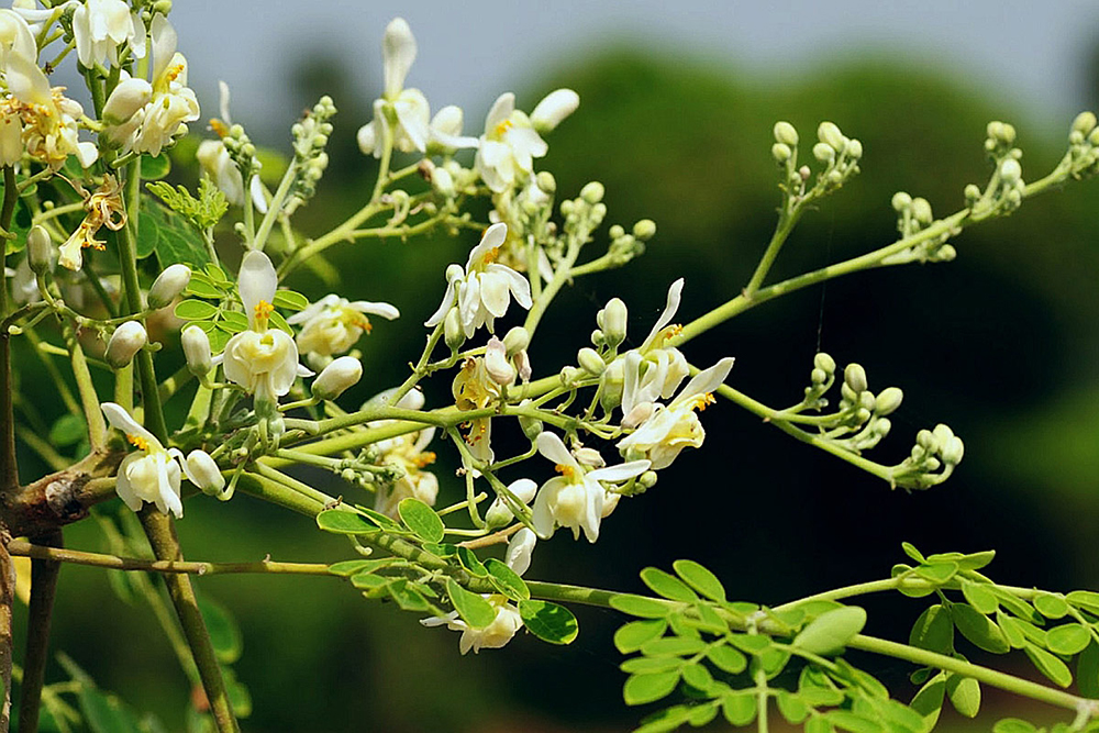 Moringa oleifera Foto: Venkatx5/CC BY SA 3.0