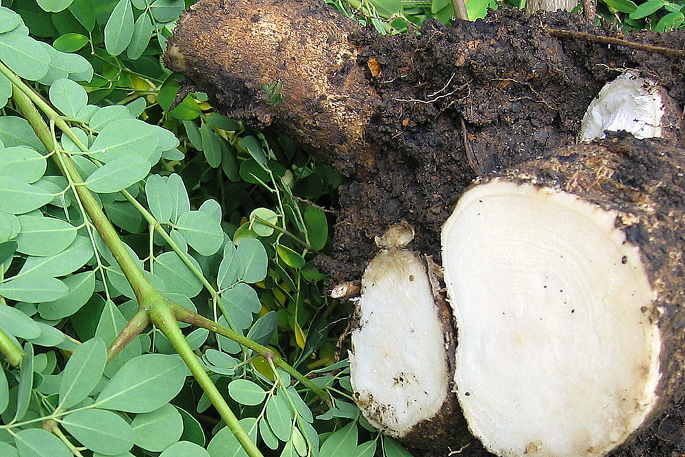 Moringa Oleifera Wurzeln Foto: cropsforthefuture.org/CC BY SA 3.0