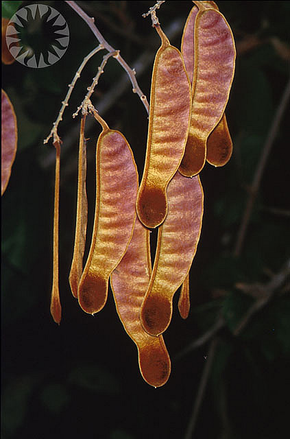 Butea Superba,  Foto: public.resource.org, CC-BY 2.0 via Flickr