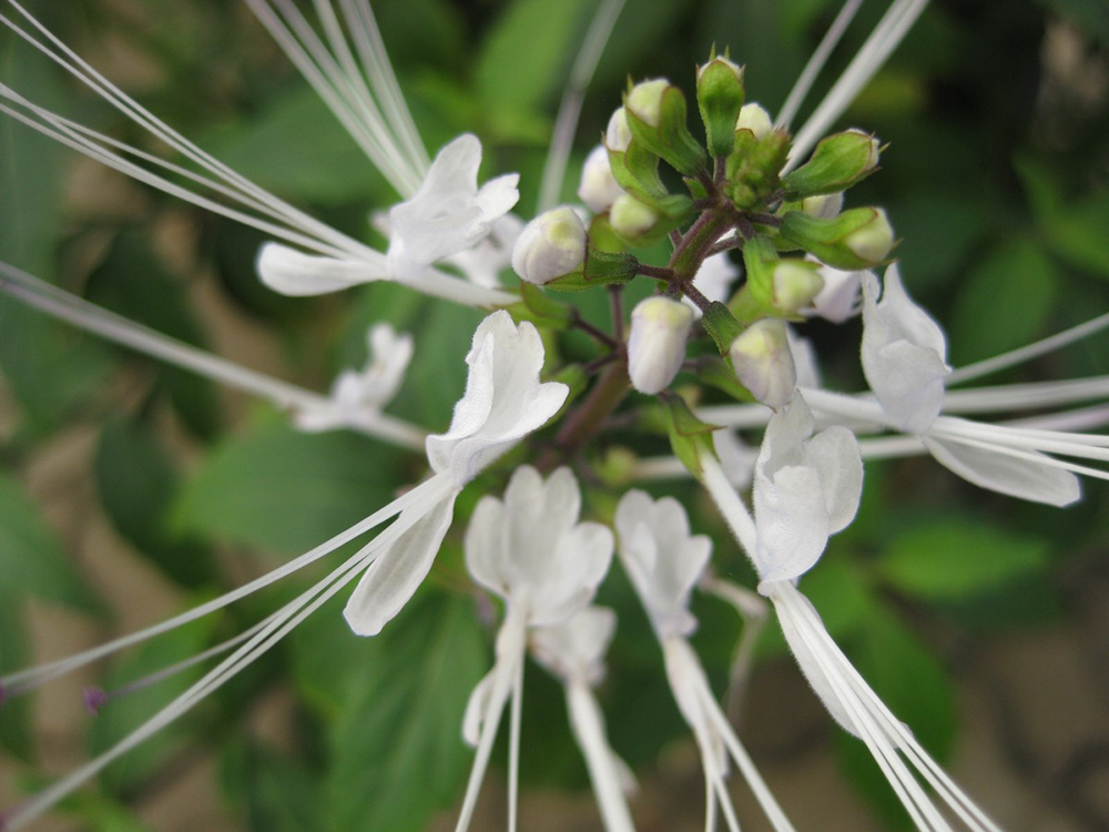 Orthosiphon Aristatus, Foto:  Raffi Kojian CC BY SA 3.0